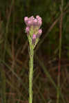 Bristleleaf chaffhead